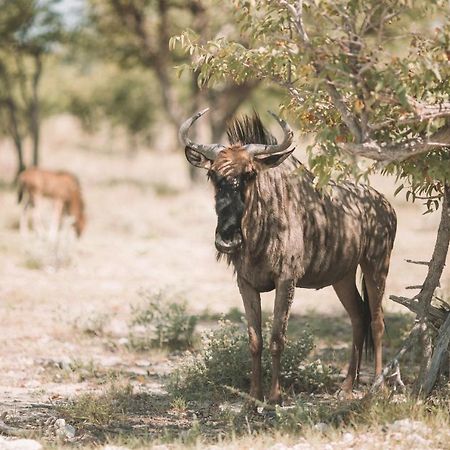 Etosha Safari Campsite Экстерьер фото